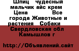 Шпиц - чудесный мальчик айс-крем › Цена ­ 20 000 - Все города Животные и растения » Собаки   . Свердловская обл.,Камышлов г.